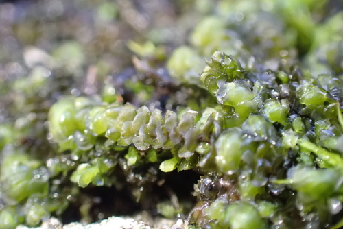 Rough Earwort (Scapania aspera)