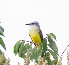 Tyrannus albogularis