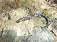 Plethodon electromorphus