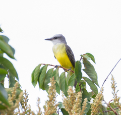 Tyrannus albogularis