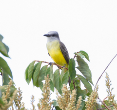 Tyrannus albogularis