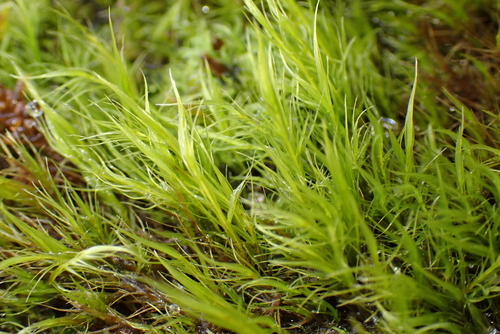Slender Ditrichum (Flexitrichum gracile)