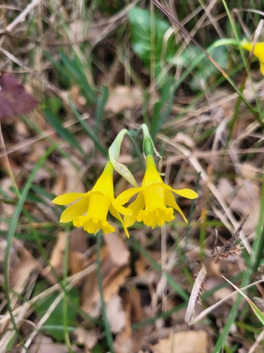 Narcissus minor, photograph 4