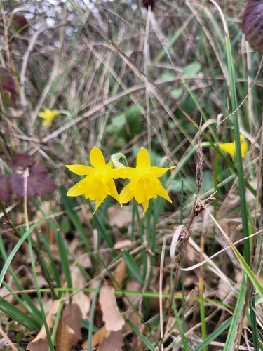 Narcissus minor, photograph 5