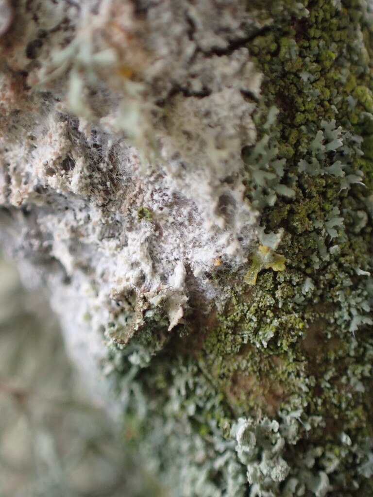 Athelia arachnoidea · March 2026 · photo: © sambuckton (iNaturalist, cc0)