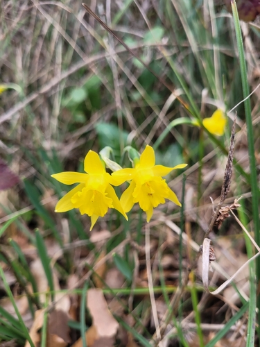 Narcissus minor, photograph 6