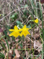Narcissus minor, photograph (c) Ivana Horvat, some rights reserved (CC BY)
