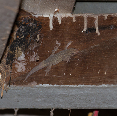 Hemidactylus palaichthus