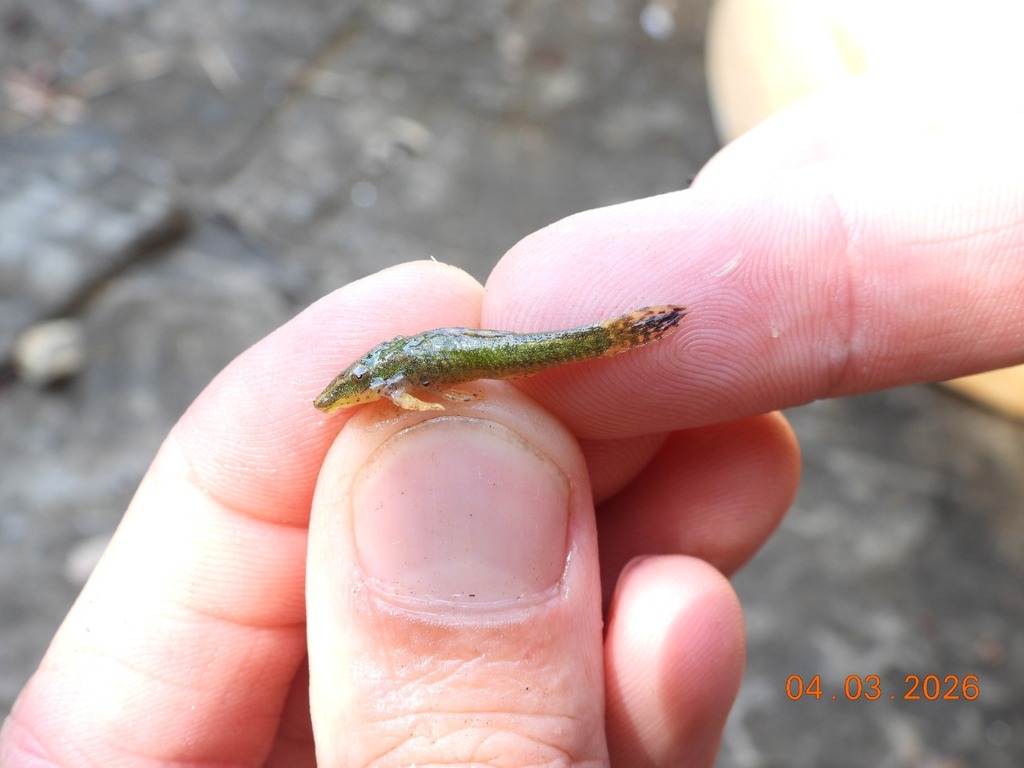 Hisonotus montanus