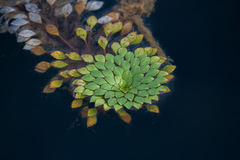 Ludwigia sedoides
