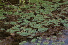 Ludwigia sedoides