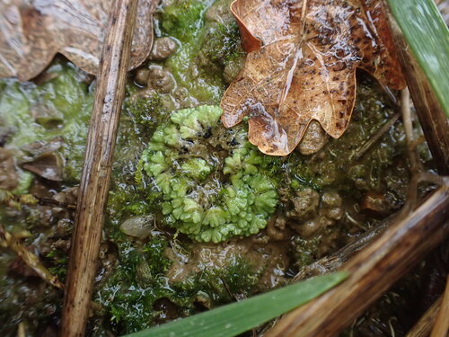 Least Crystalwort (Riccia subbifurca)