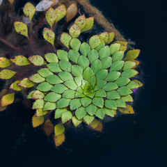 Ludwigia sedoides