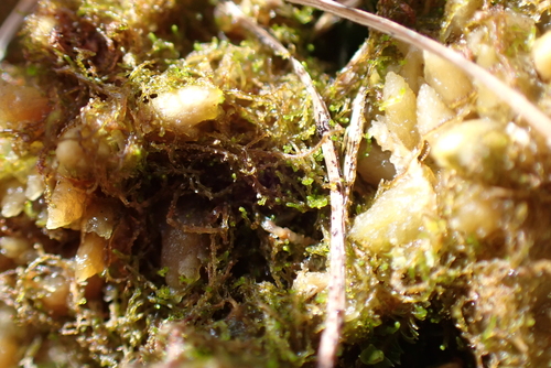 Hampe's Threadwort (Cephaloziella hampeana)