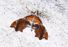 Eutelia pulcherrimus