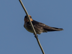 Hirundo domicola