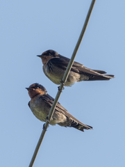 Hirundo domicola