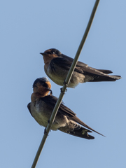 Hirundo domicola