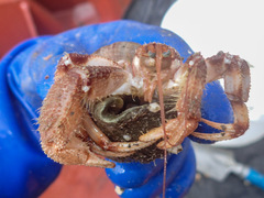 Pagurus pubescens