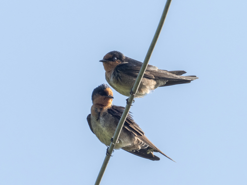 Hill Swallow (Hirundo domicola)