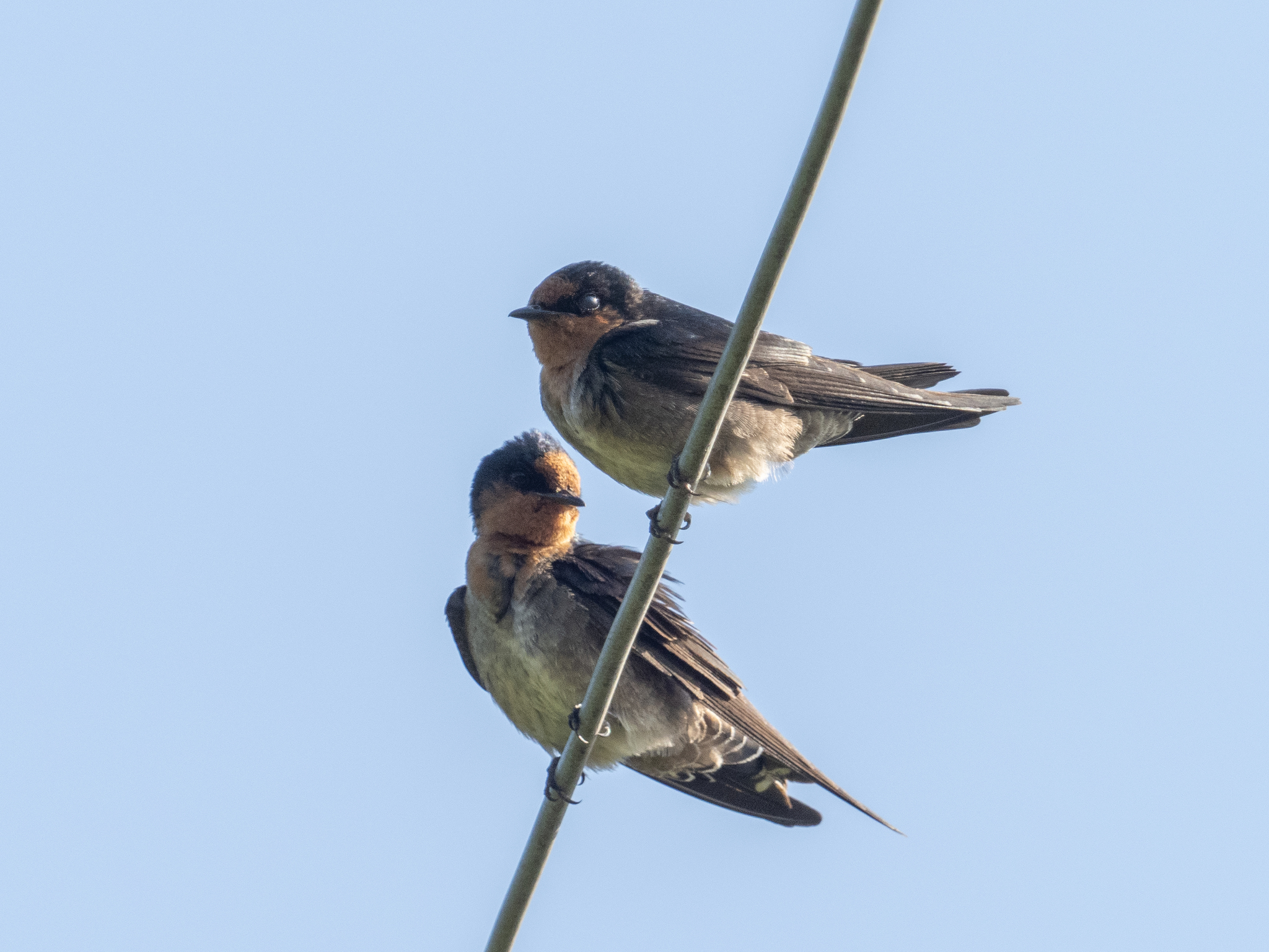 Hill Swallow illustration