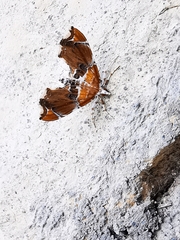 Eutelia pulcherrimus