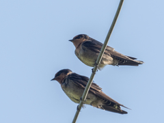 Hirundo domicola