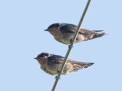 Hirundo domicola