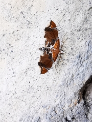 Eutelia pulcherrimus