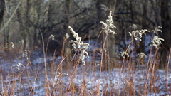 Solidago gigantea