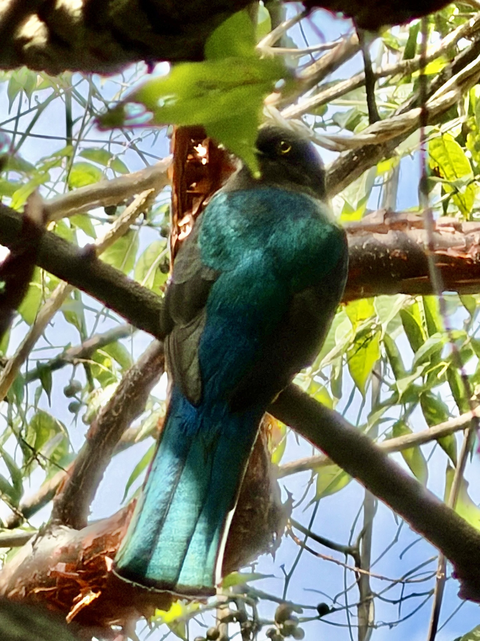 Citreoline Trogon (Trogon citreolus), photo 7