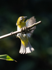 Zosterops ceylonensis