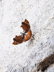 Eutelia pulcherrimus