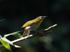 Zosterops ceylonensis