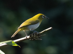 Zosterops ceylonensis