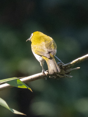 Zosterops ceylonensis