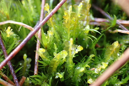 bog-moss flapwort (Odontoschisma sphagni)