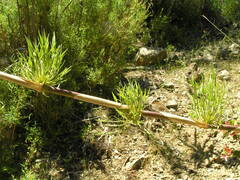Chusquea cumingii, photograph (c) jeanjacquesgodon, some rights reserved (CC BY)