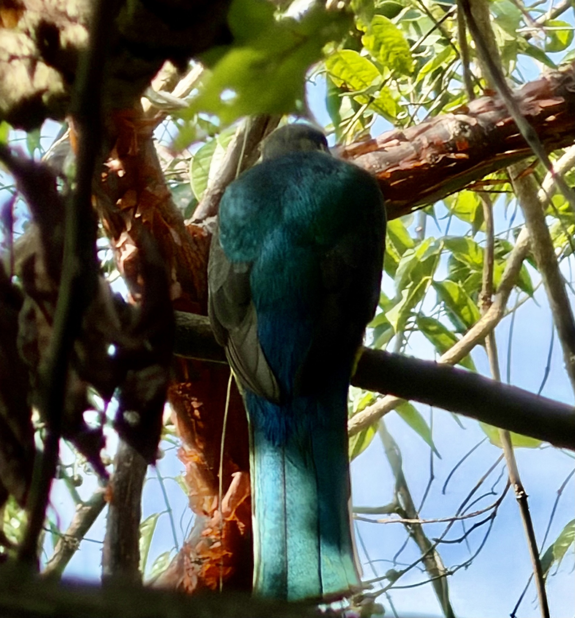 Citreoline Trogon (Trogon citreolus), photo 8