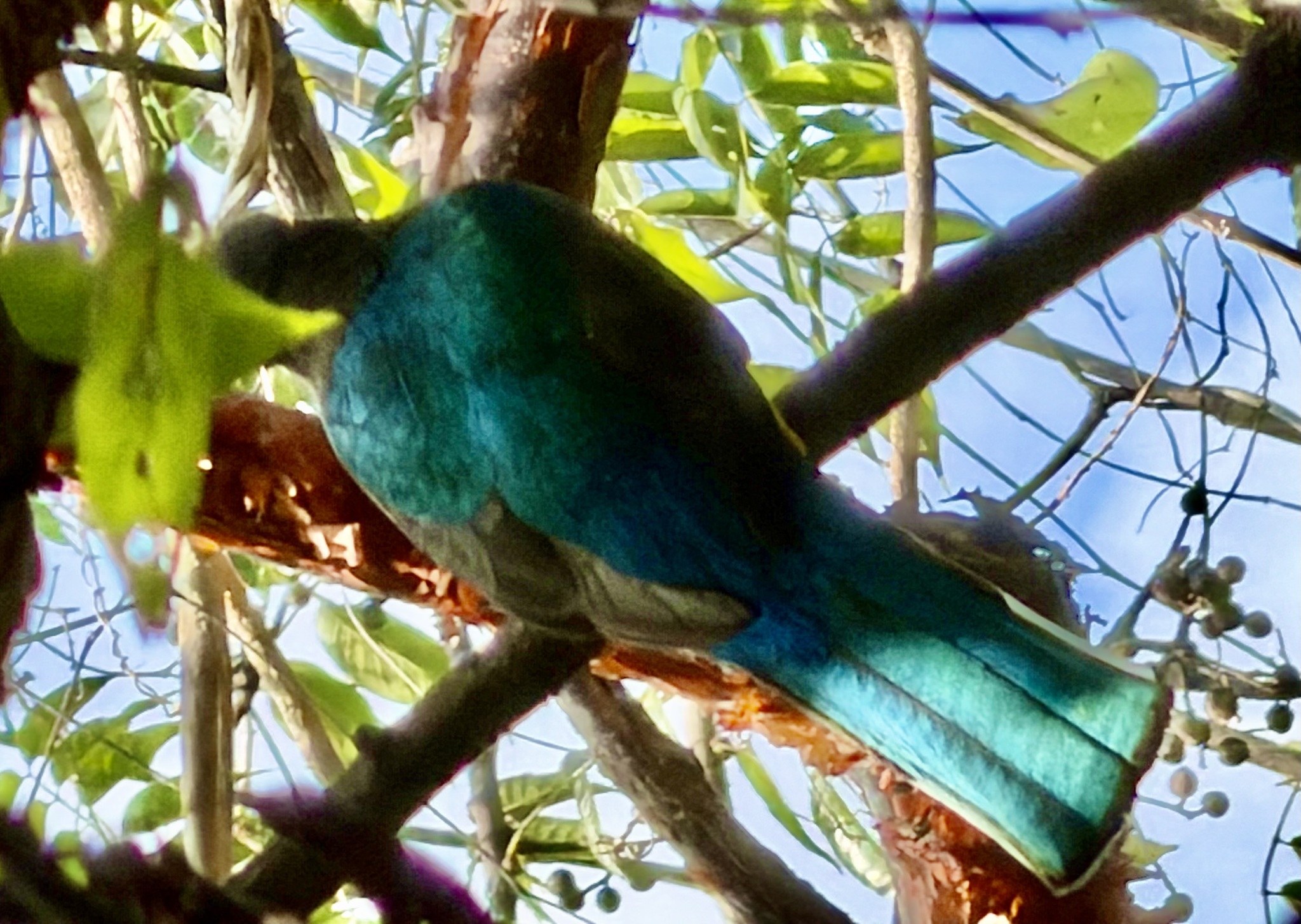 Citreoline Trogon (Trogon citreolus), photo 9