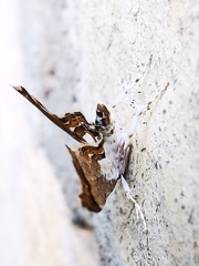 Eutelia pulcherrimus