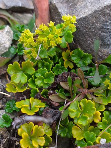 Azorella hydrocotyloides · iNaturalist