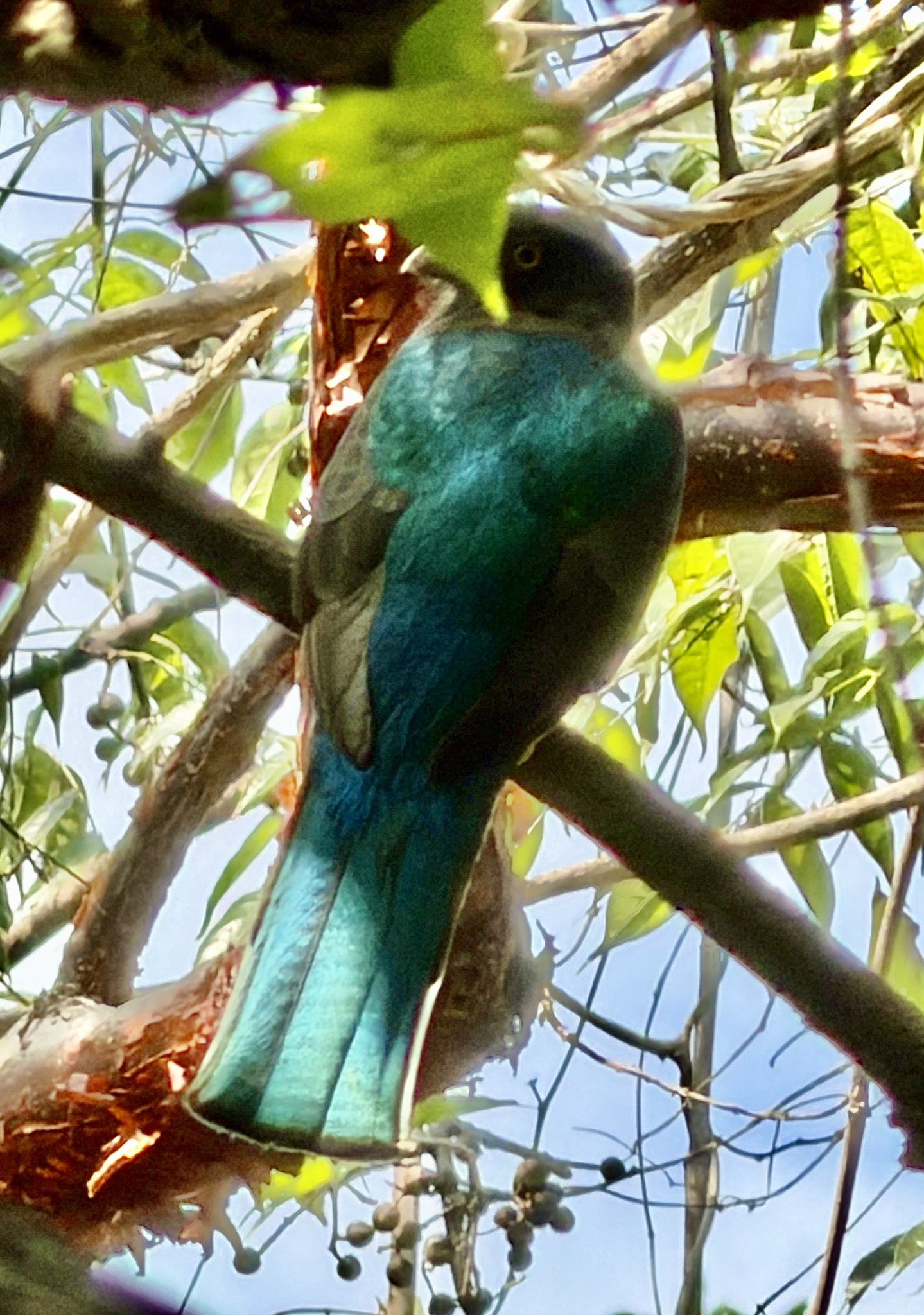 Citreoline Trogon (Trogon citreolus), photo 10