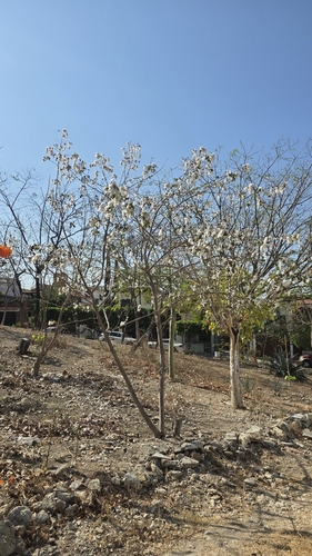 Upland Cotton (Gossypium hirsutum)