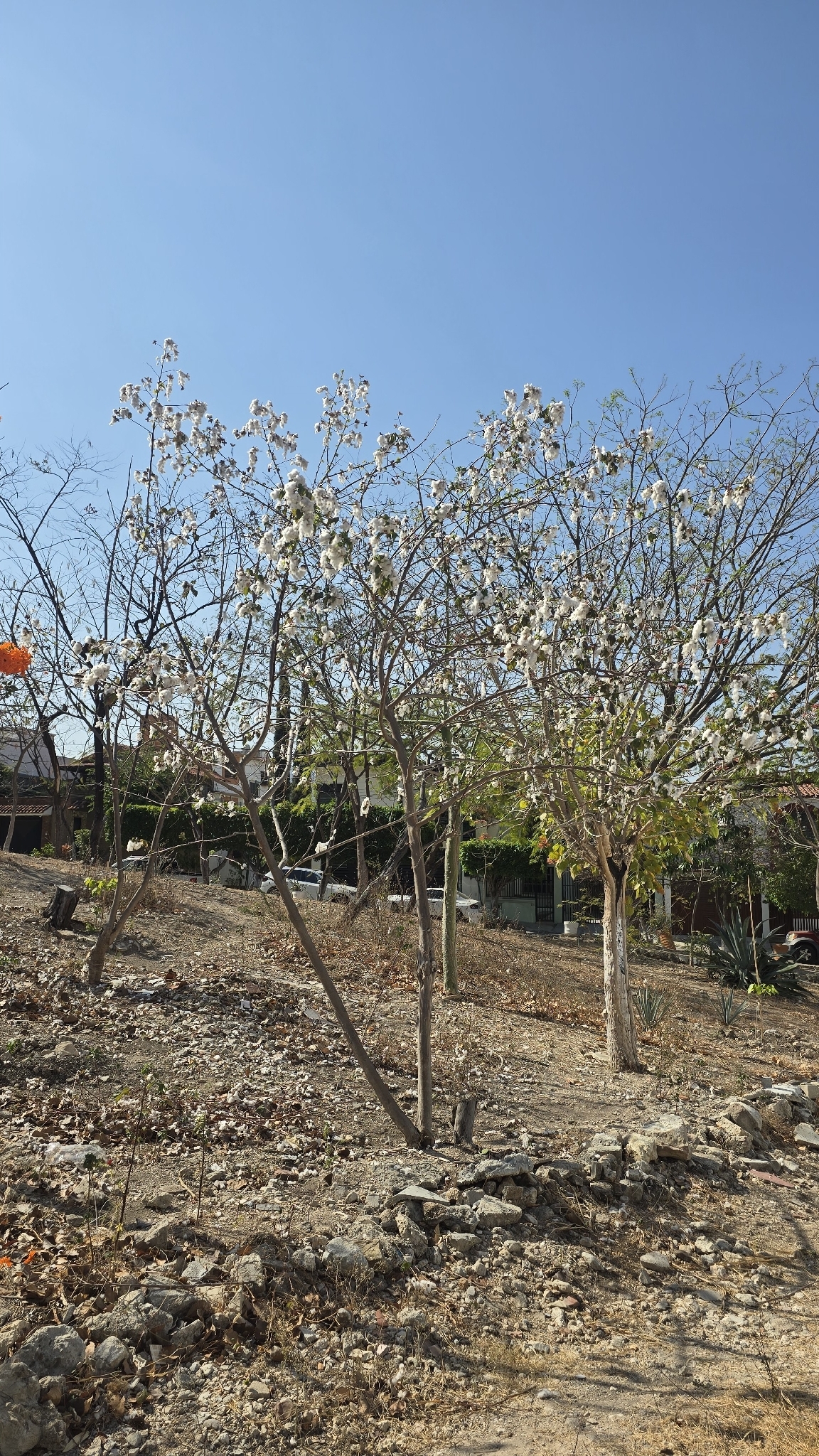 Upland Cotton (Gossypium hirsutum)