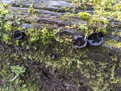 Pseudoplectania vogesiaca