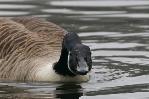 Barnacla canadiense grande (Branta canadensis)