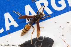 Polistes buyssoni