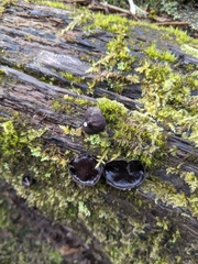 Pseudoplectania vogesiaca