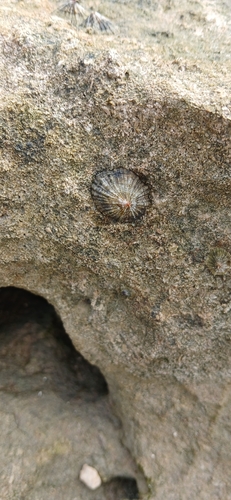 Siphonaria normalis observed 2026-03-16